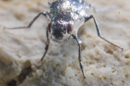 Réf. 197 628 : Ephydra hians